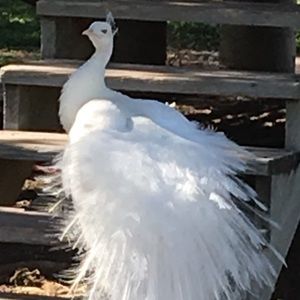 Meet your Posher, Rosemary